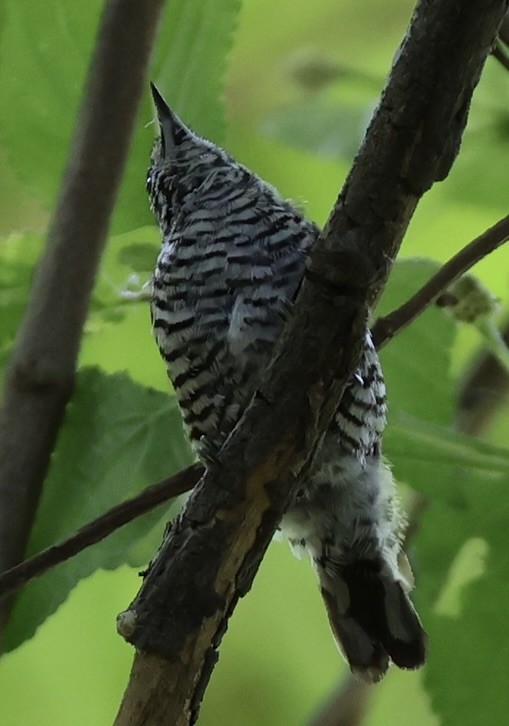 White-barred Piculet - ML647484624