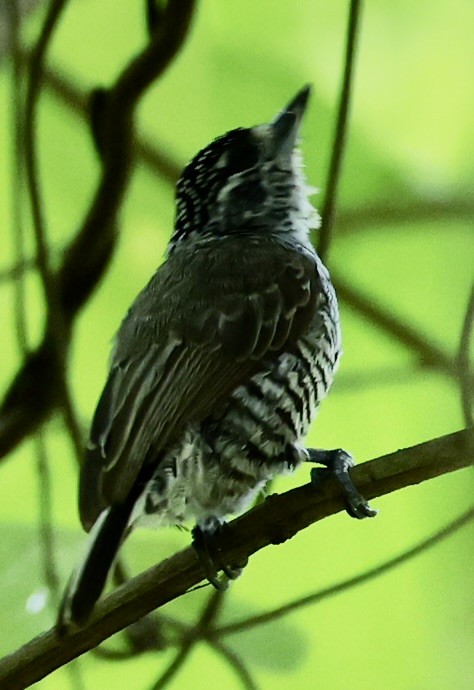 White-barred Piculet - ML647484634