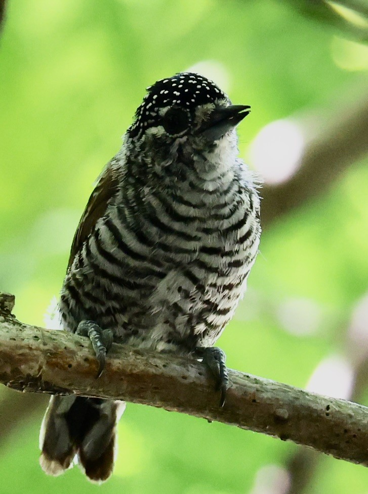 White-barred Piculet - ML647484637