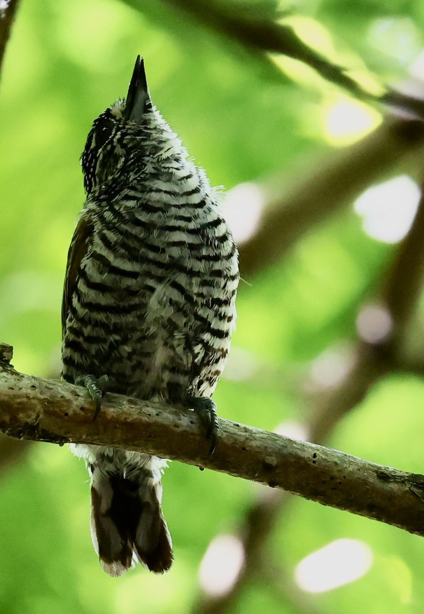 White-barred Piculet - ML647484642