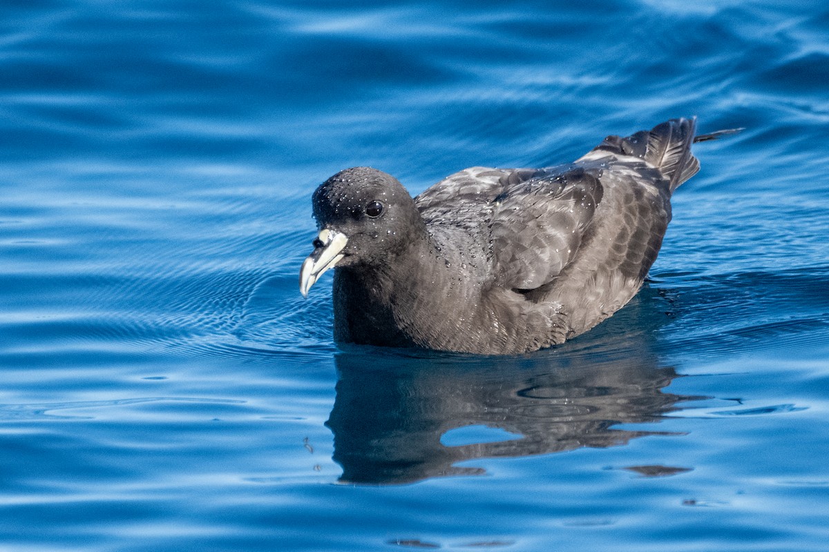 White-chinned Petrel - ML647484648