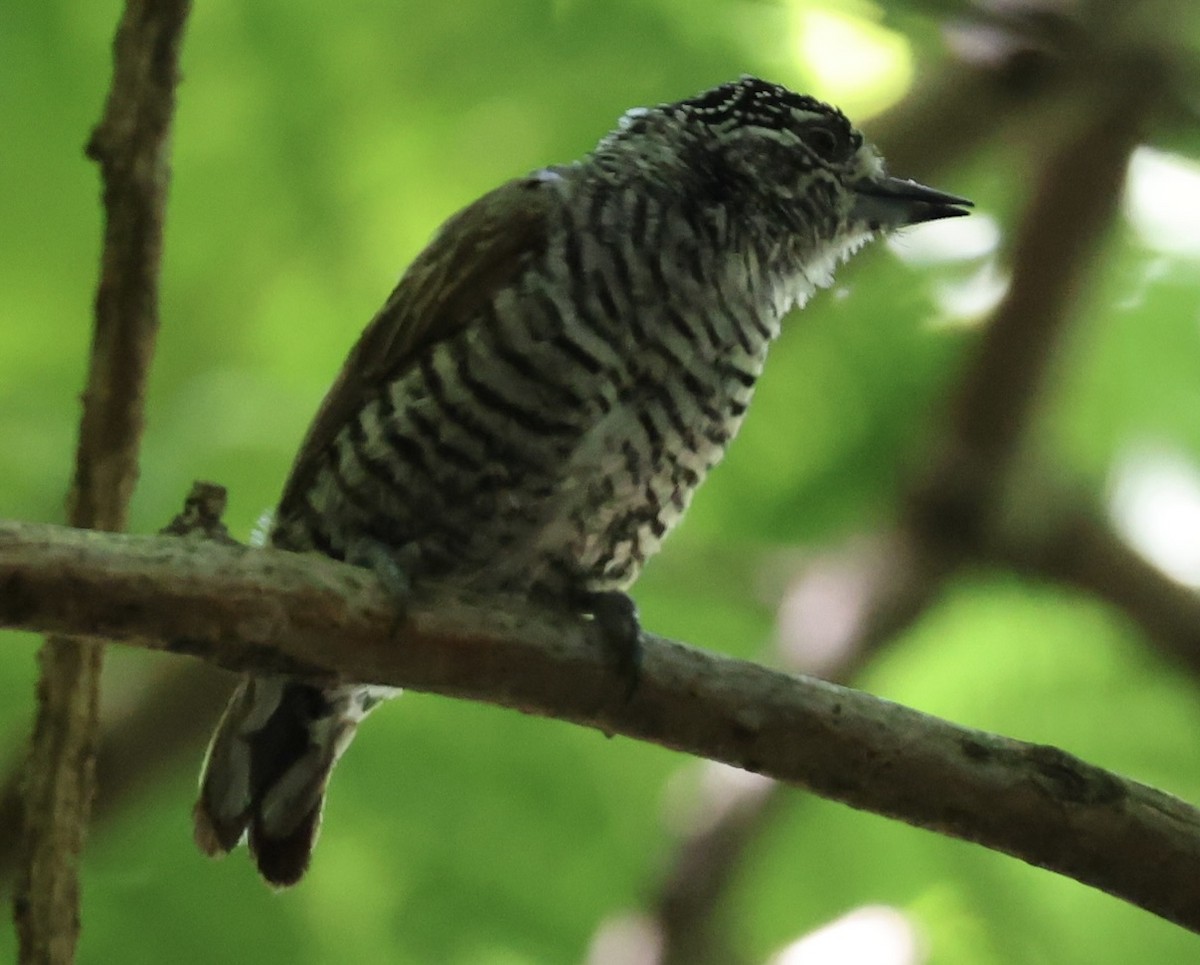 White-barred Piculet - ML647484650