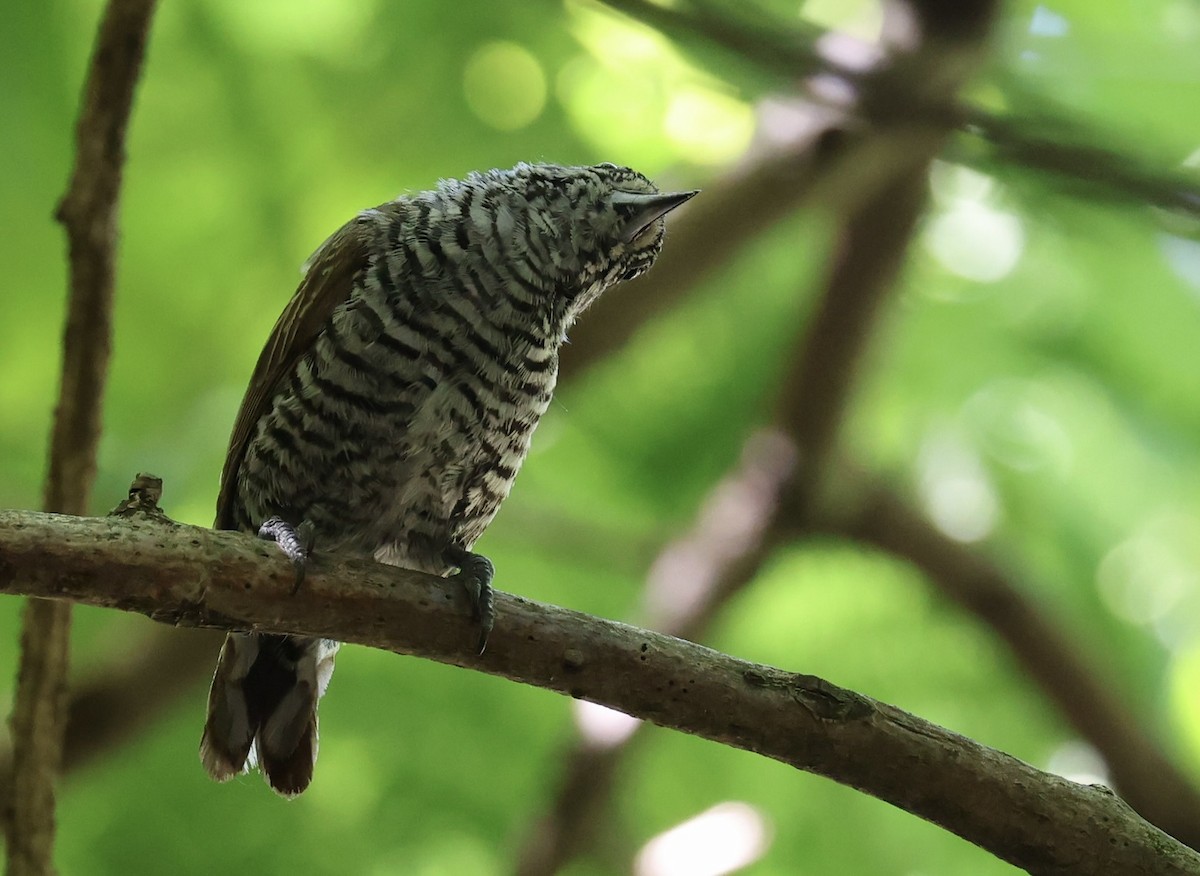 White-barred Piculet - ML647484660