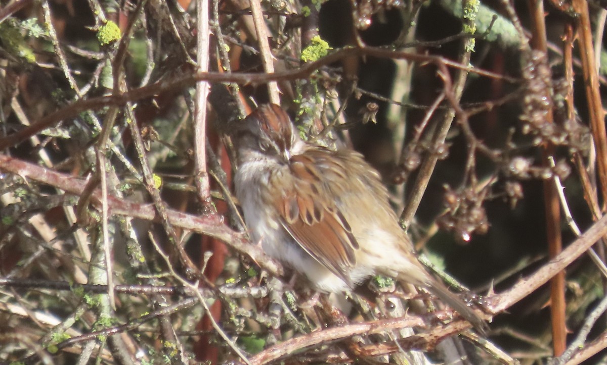 Swamp Sparrow - ML647484661