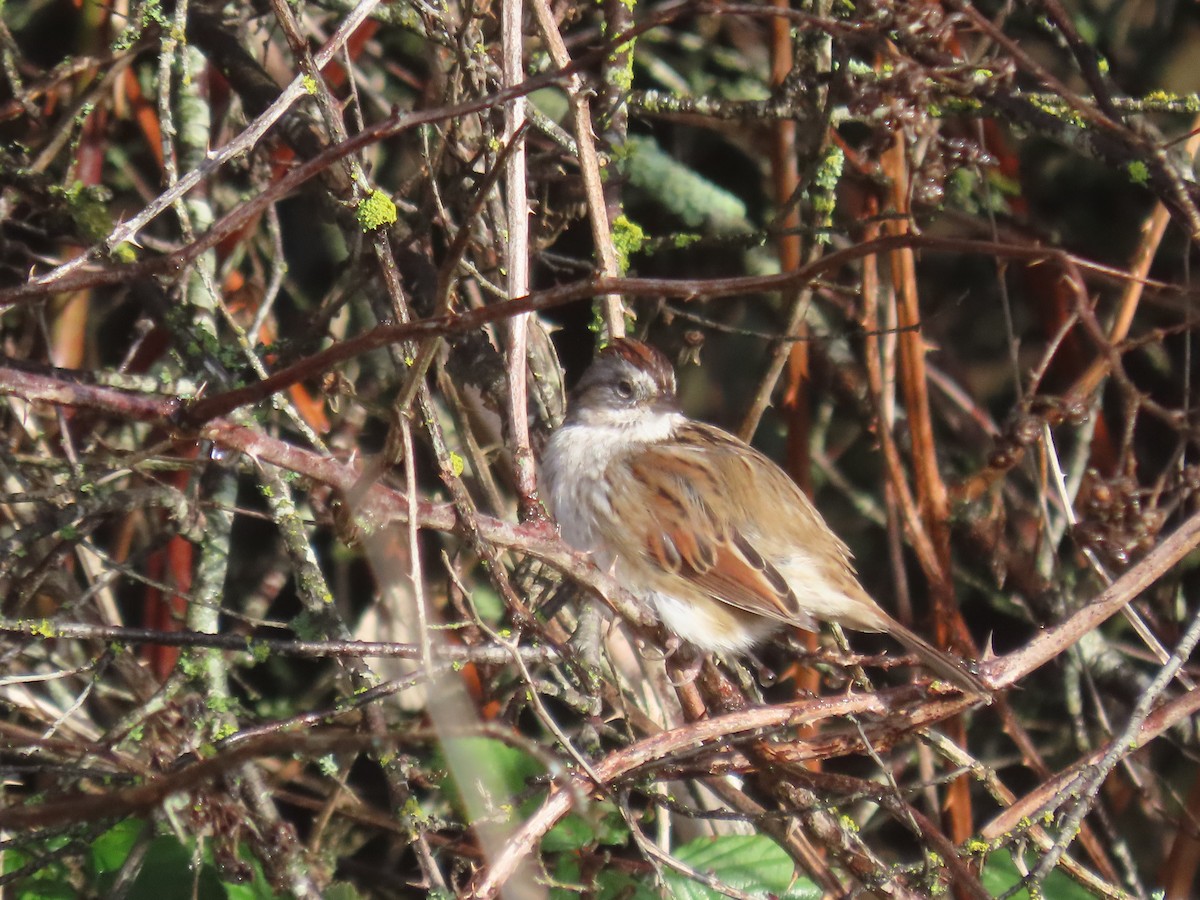 Swamp Sparrow - ML647484662