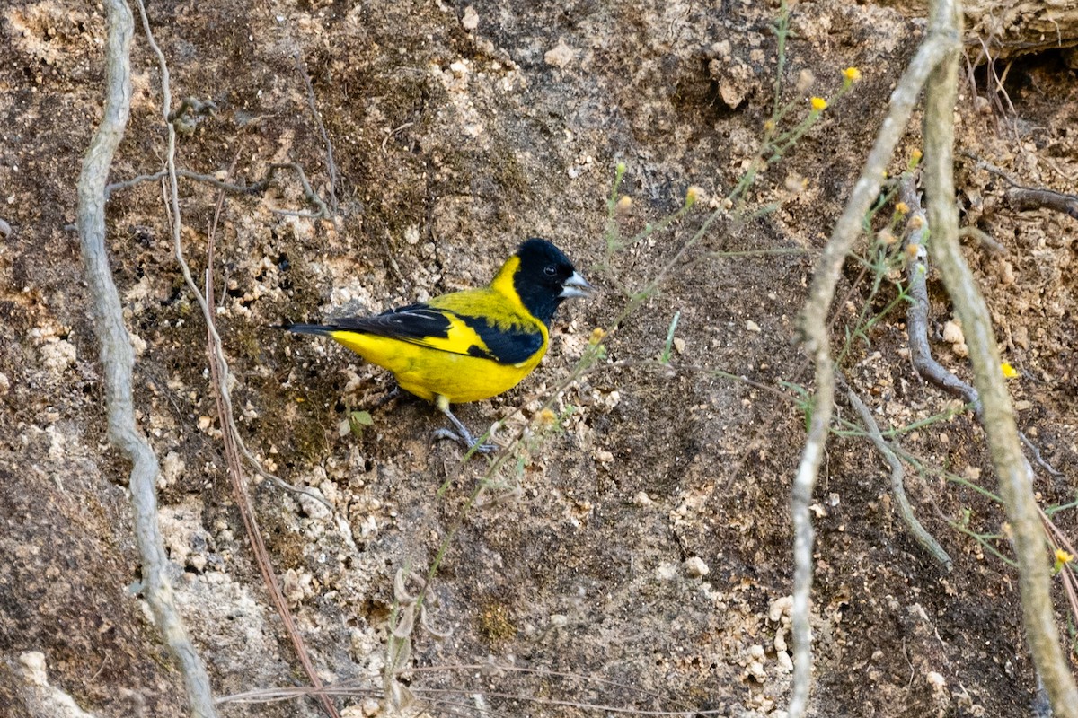 Black-headed Siskin - ML647484668