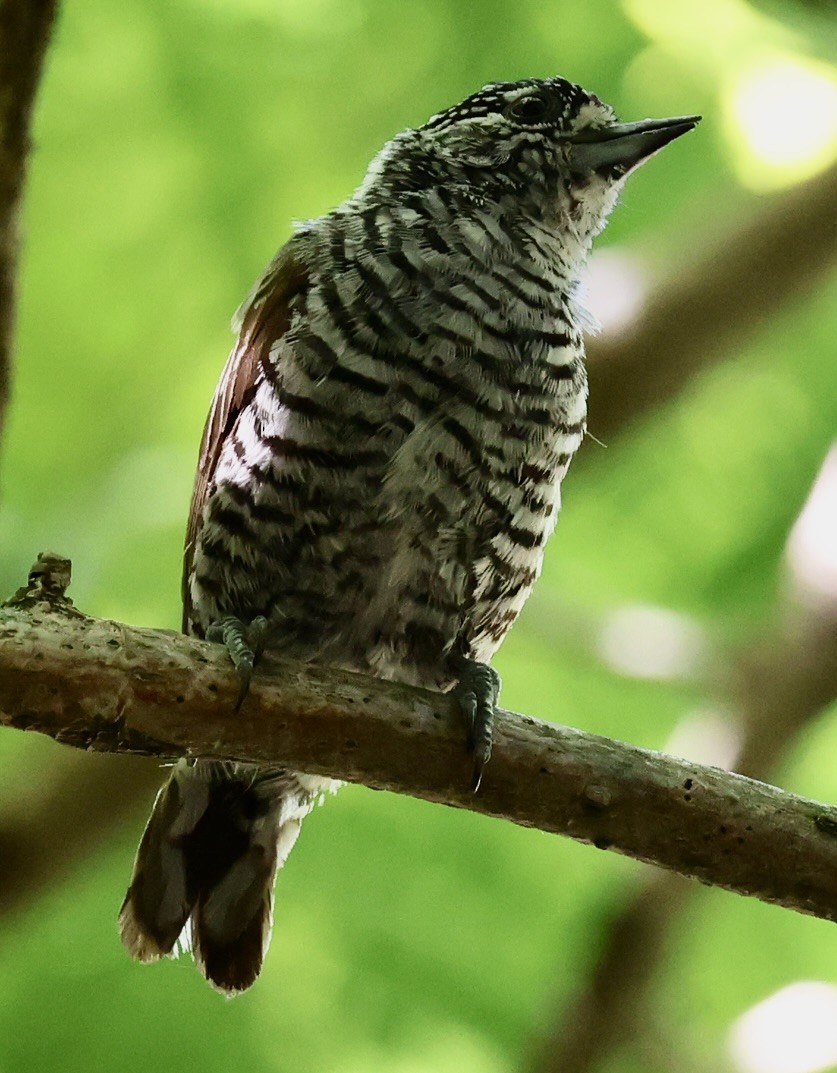White-barred Piculet - ML647484669