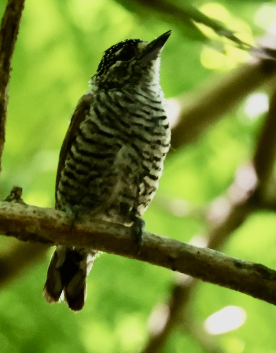 White-barred Piculet - ML647484678