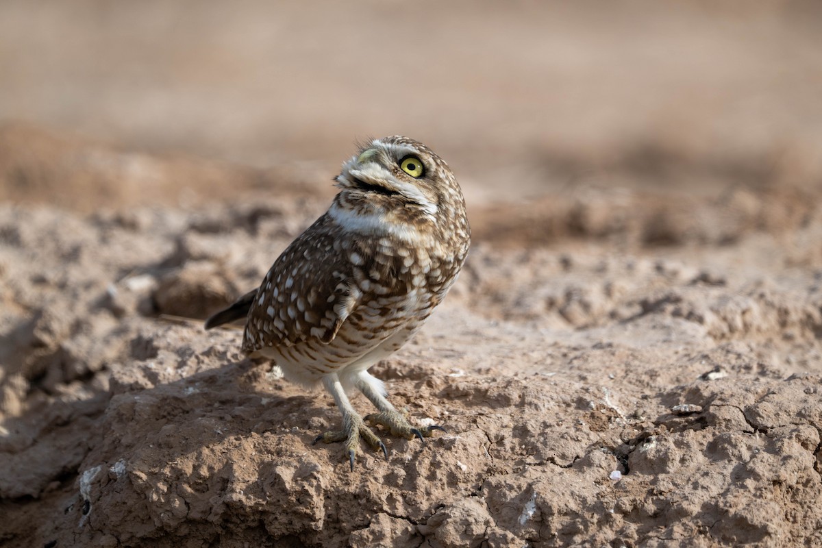 Burrowing Owl - ML647484679