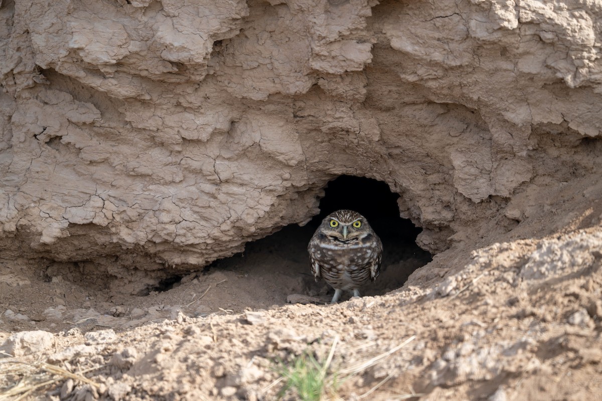 Burrowing Owl - ML647484697
