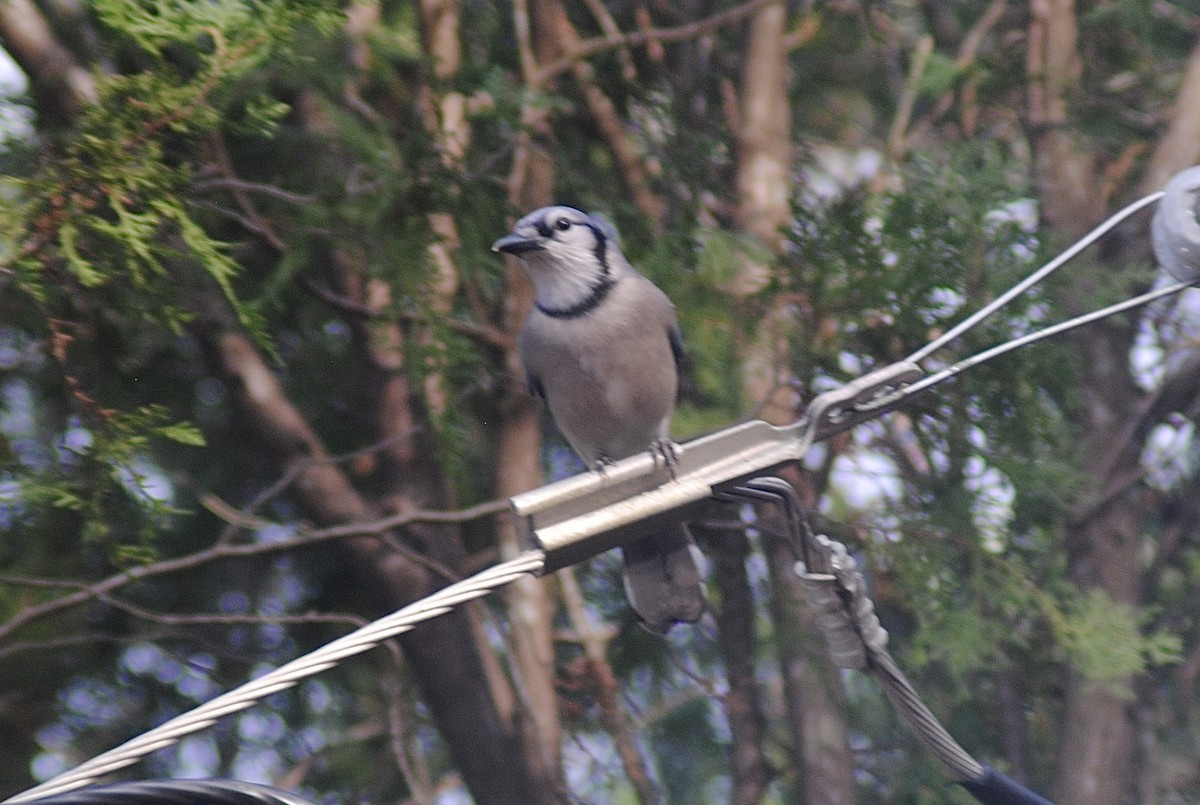 Blue Jay - ML647484701