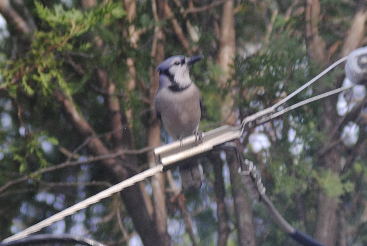 Blue Jay - ML647484702
