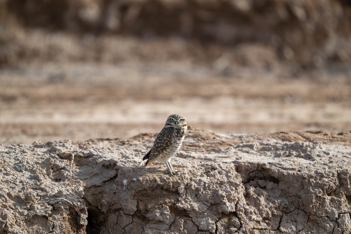 Burrowing Owl - ML647484705