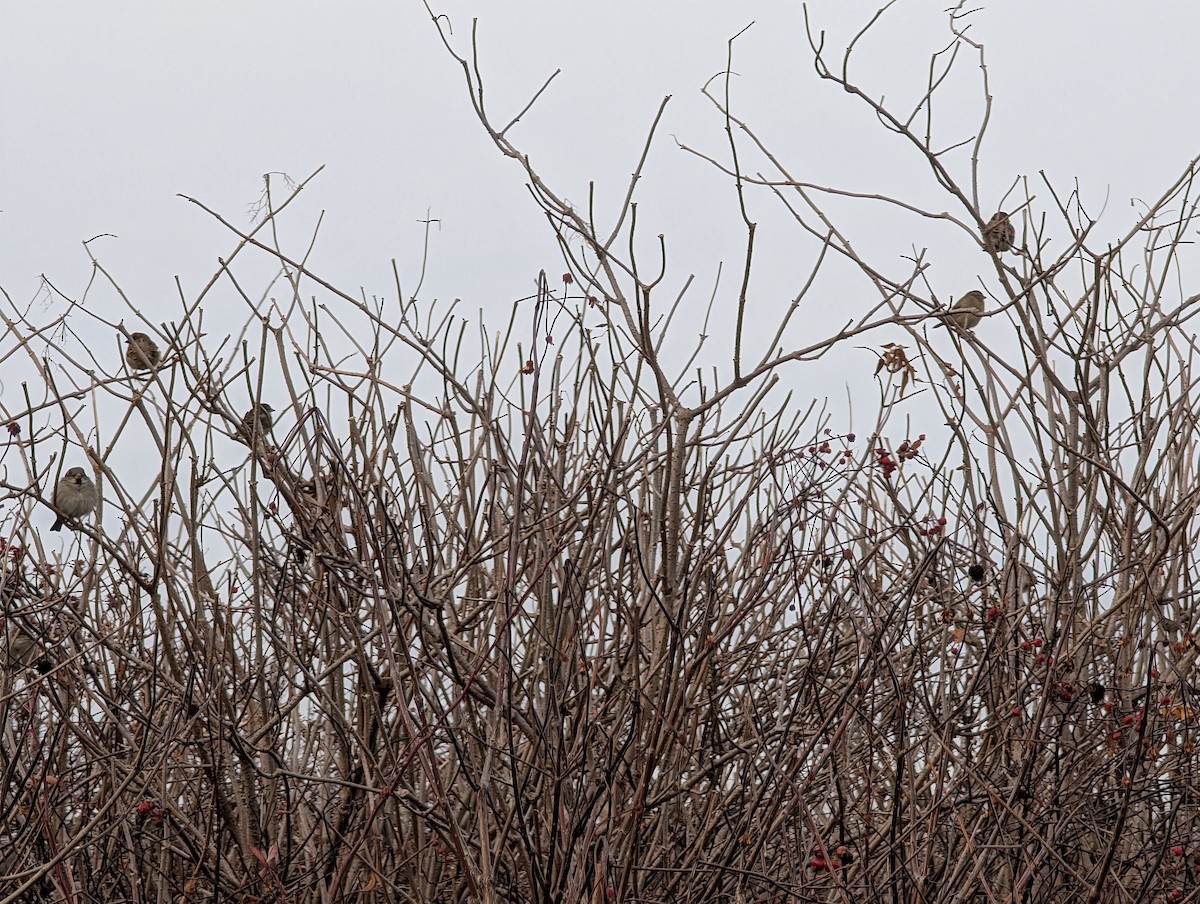 Gorrión Común - ML647484707