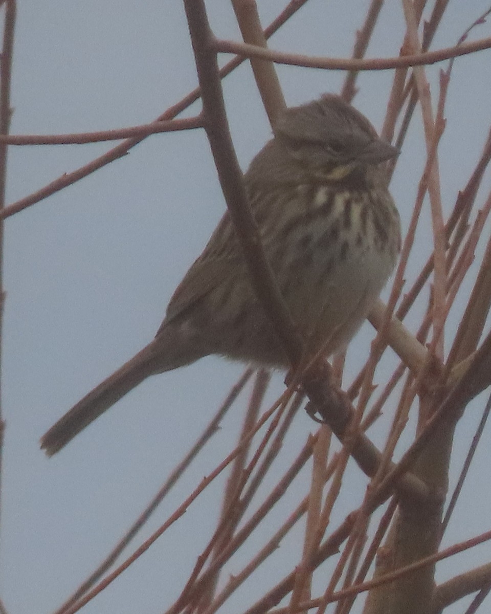 Song Sparrow - ML647484710
