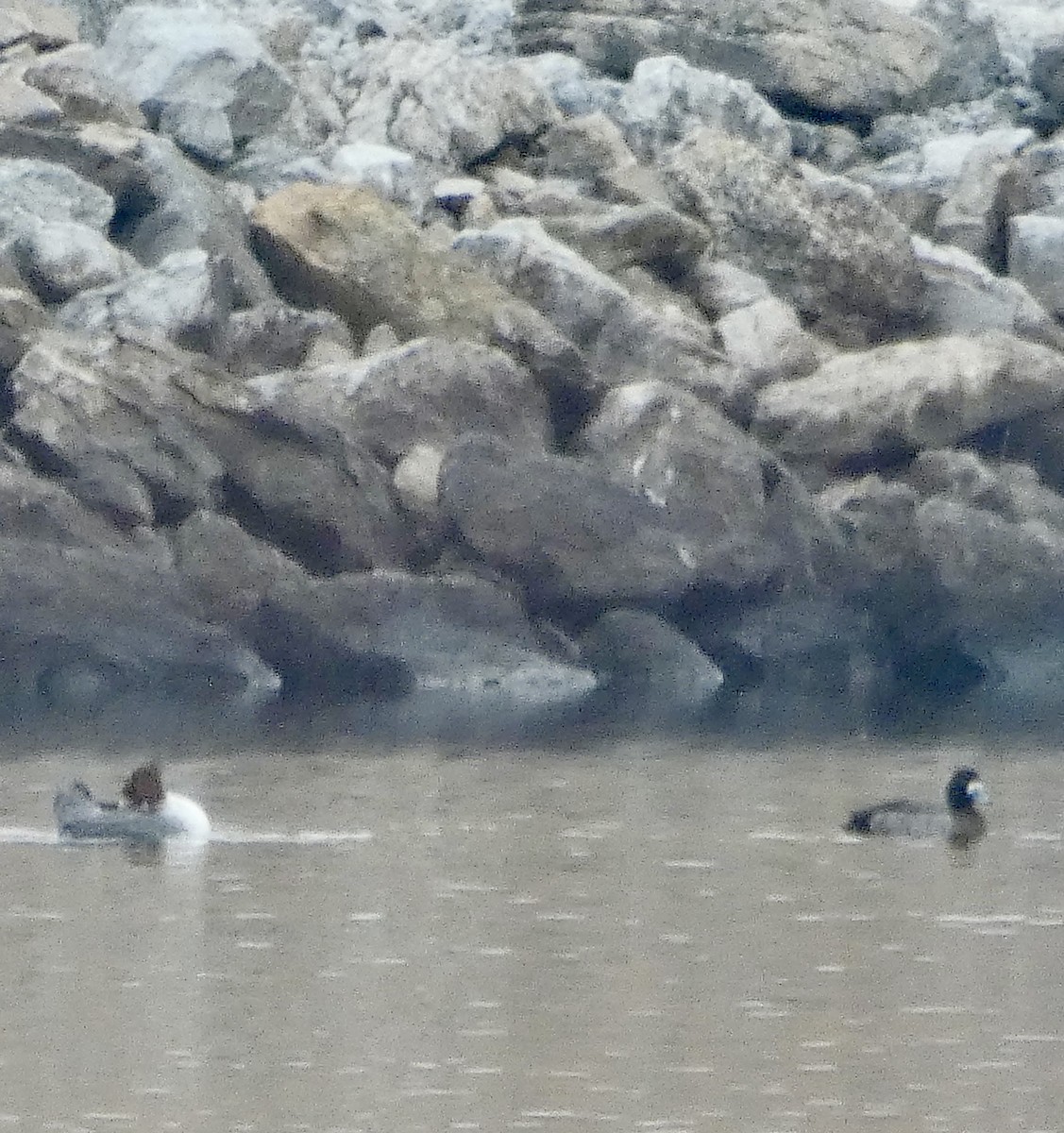 Lesser Scaup - ML647484713