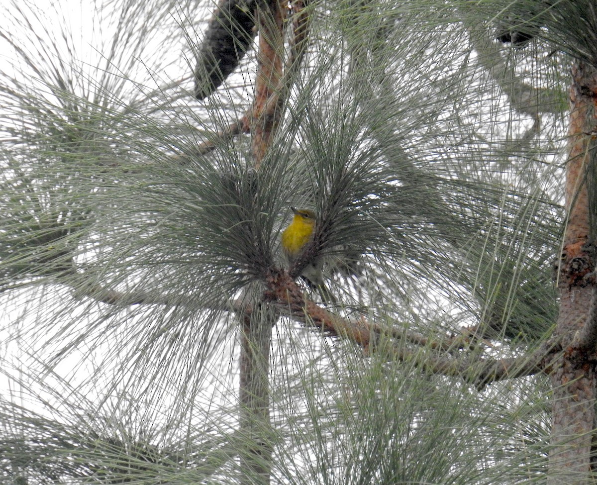 Сосновая древесница - ML647484715