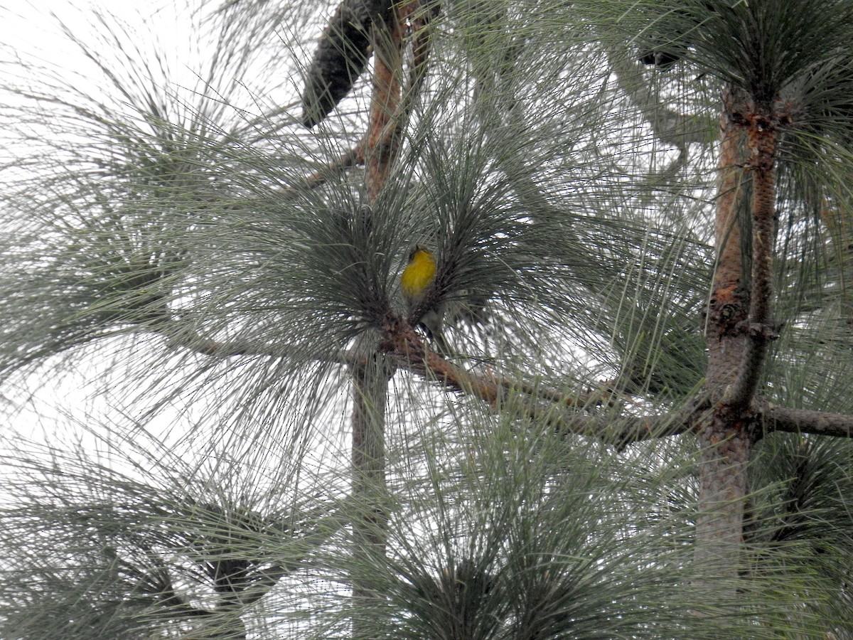 Сосновая древесница - ML647484716