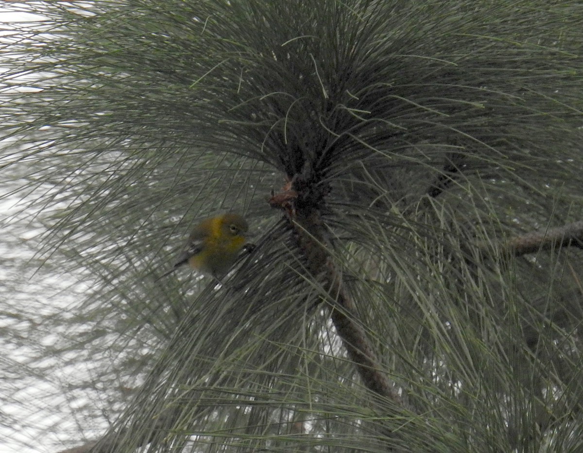 Сосновая древесница - ML647484717