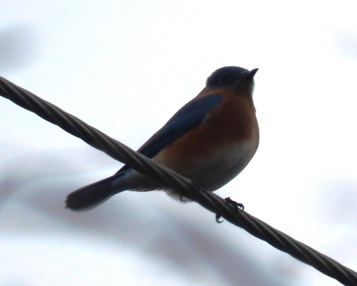 Eastern Bluebird - ML647484719