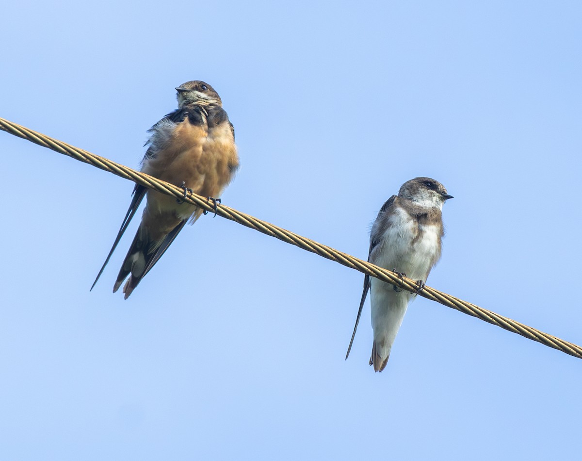 灰沙燕 - ML647484740