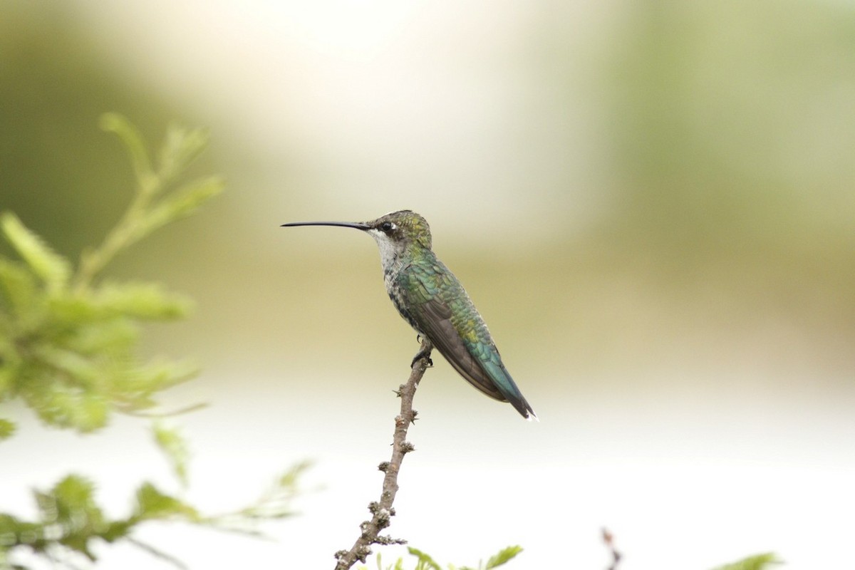 Blue-tufted Starthroat - ML647484748