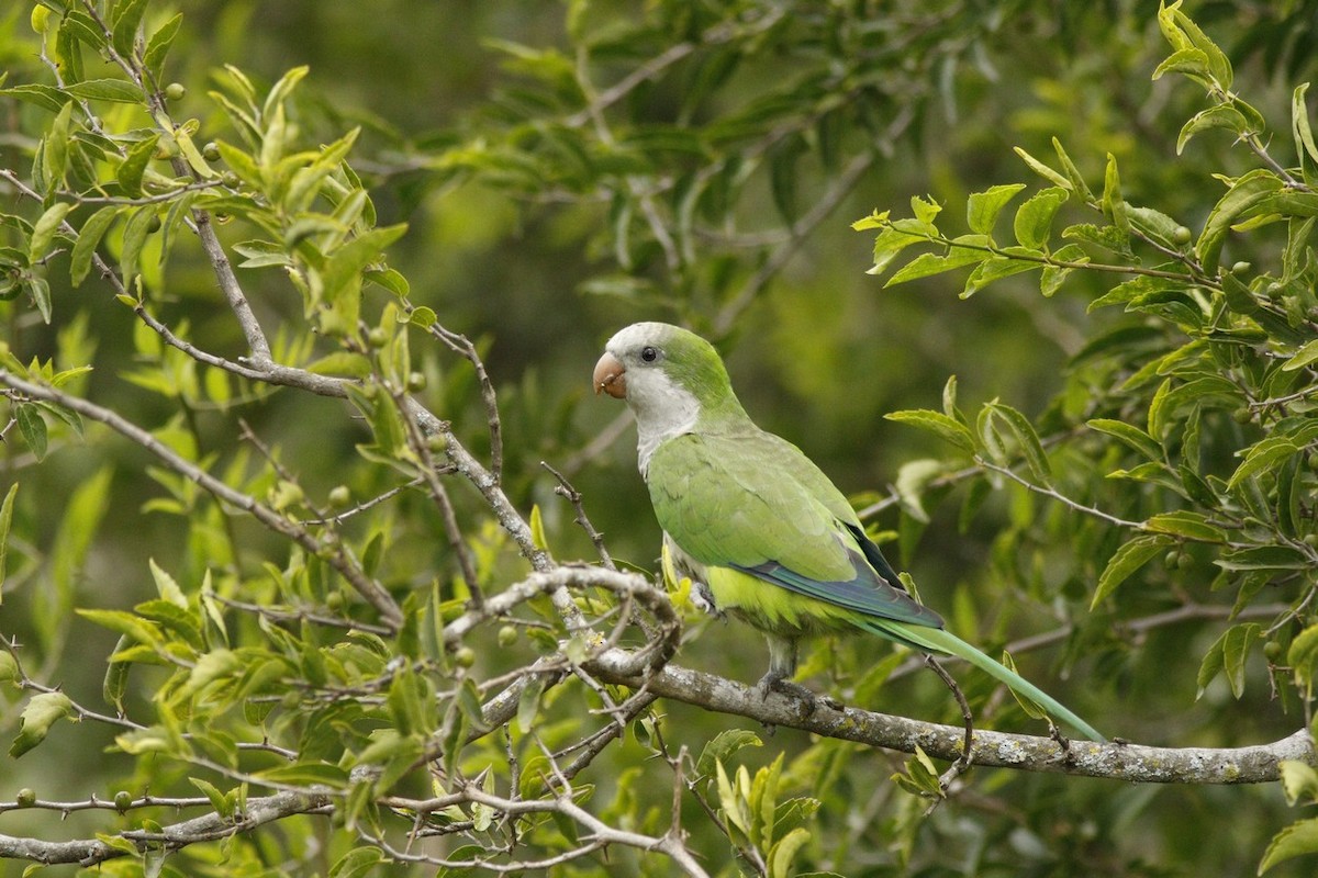 Mönchssittich - ML647484765