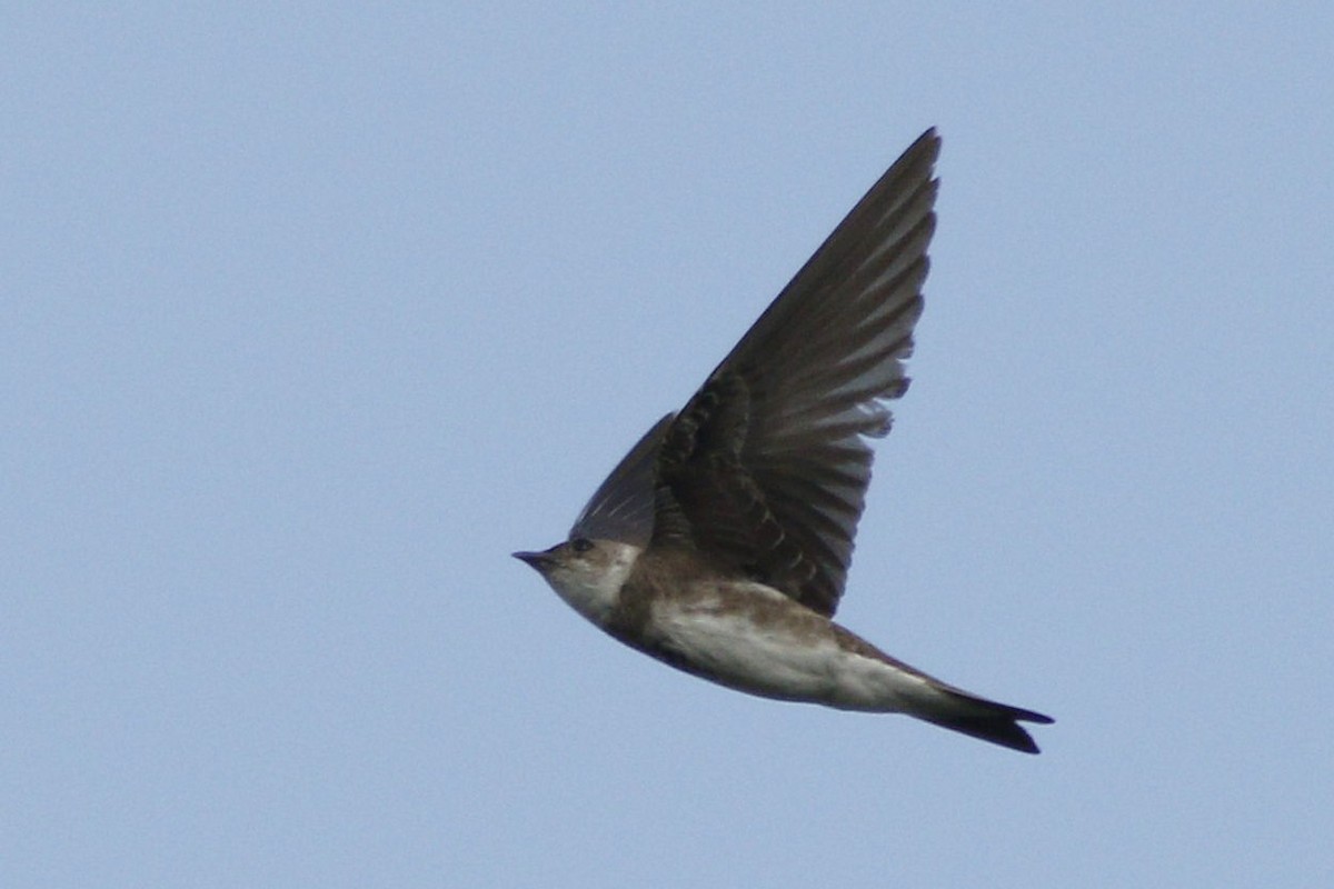 Brown-chested Martin - ML647484771