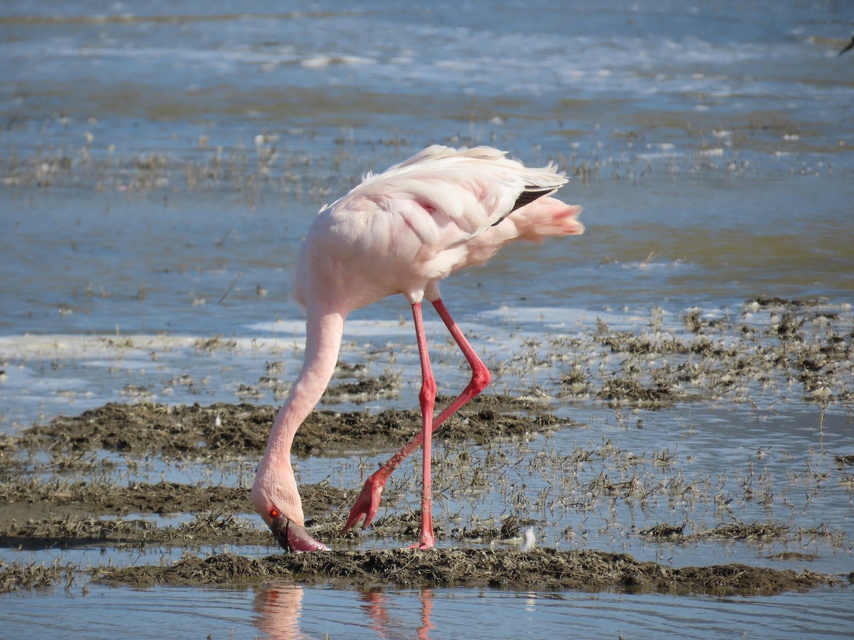 Zwergflamingo - ML647484772