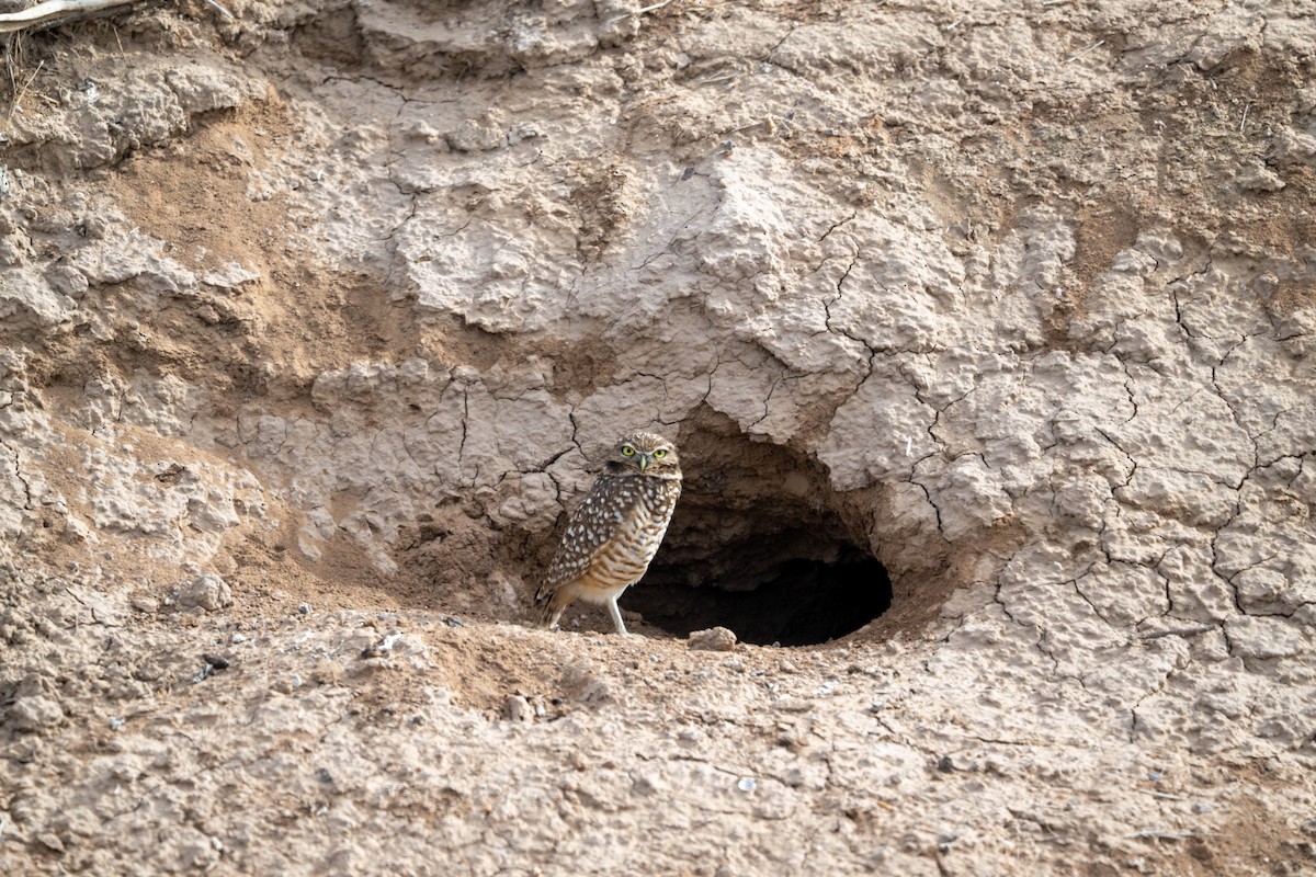 Burrowing Owl - ML647484773