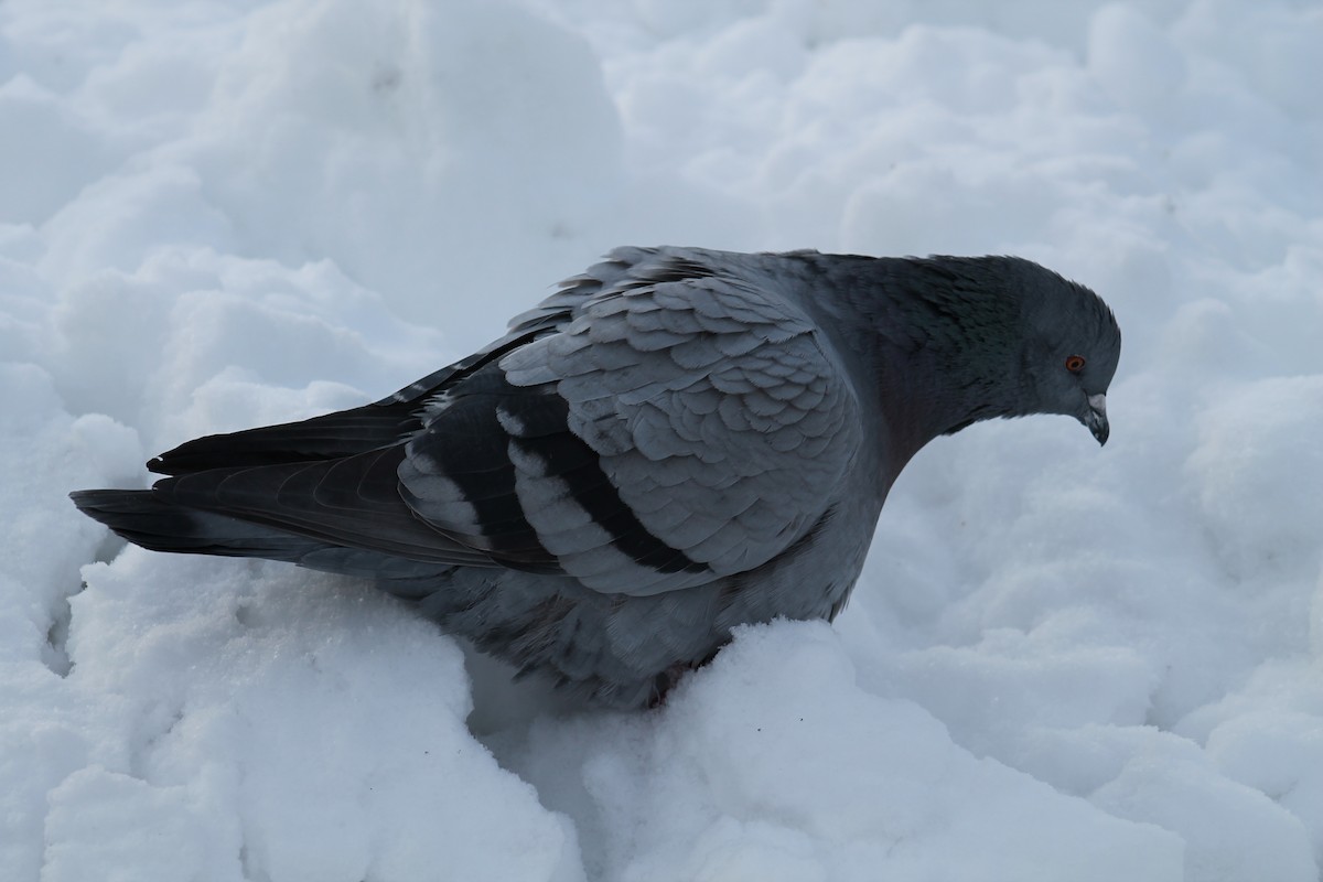 カワラバト（ドバト、家畜型） - ML647484775