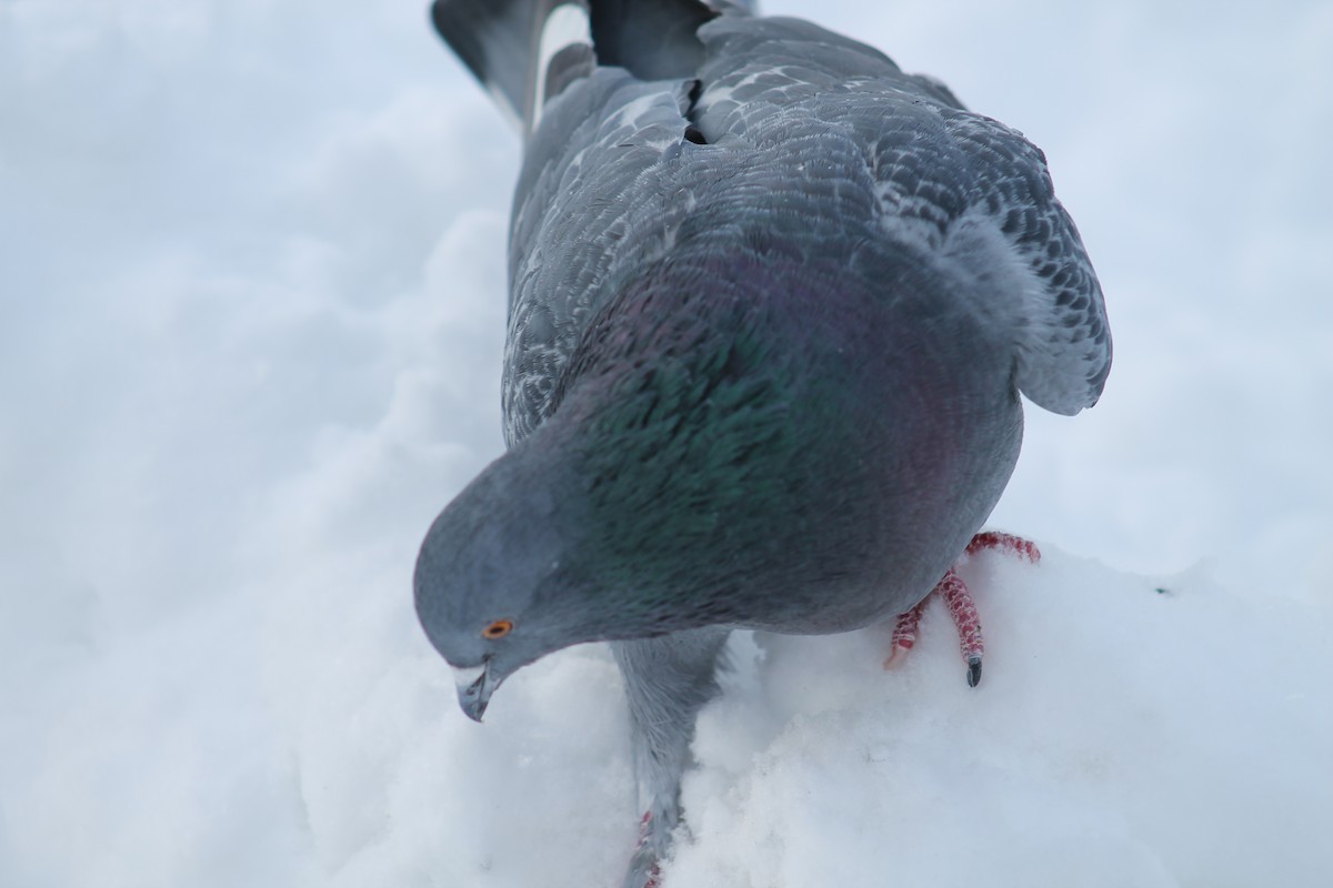 カワラバト（ドバト、家畜型） - ML647484777
