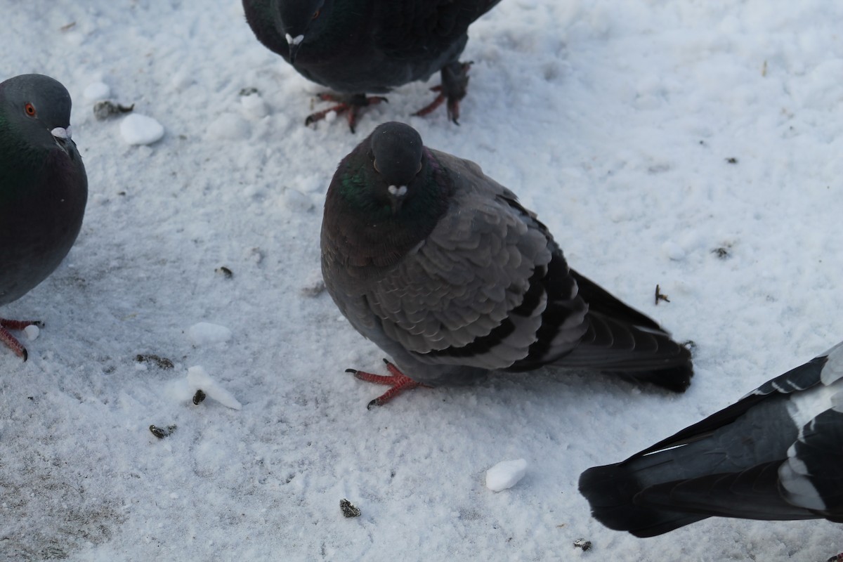 カワラバト（ドバト、家畜型） - ML647484778