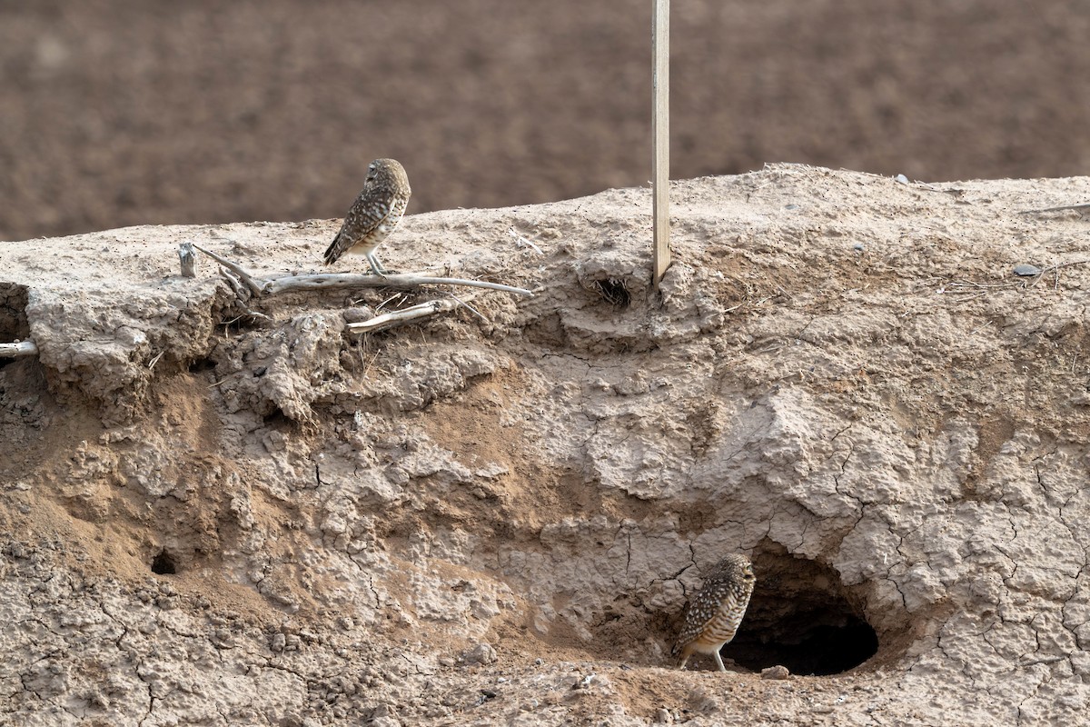 Burrowing Owl - ML647484779