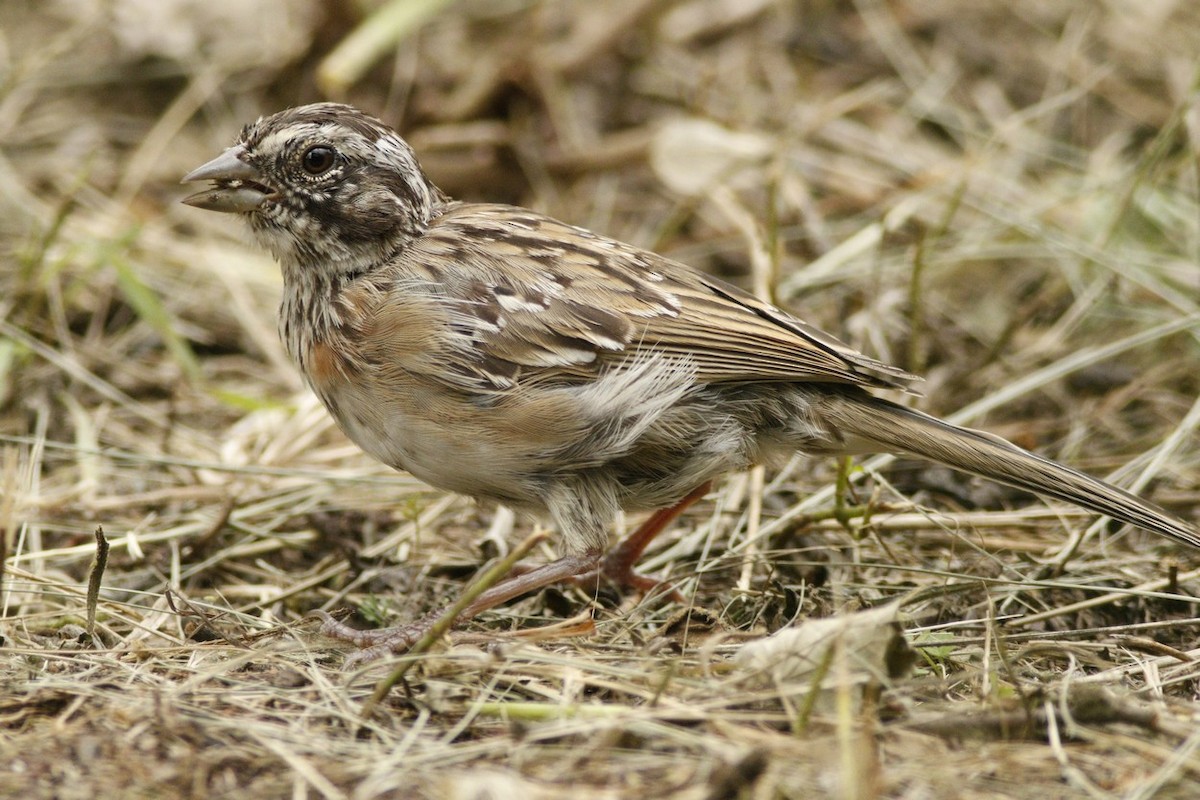 Chaco Sparrow - ML647484781