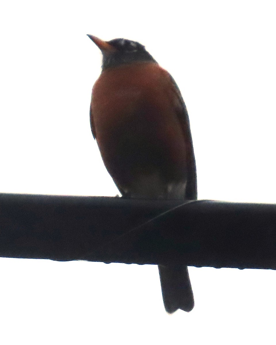 American Robin - ML647484782