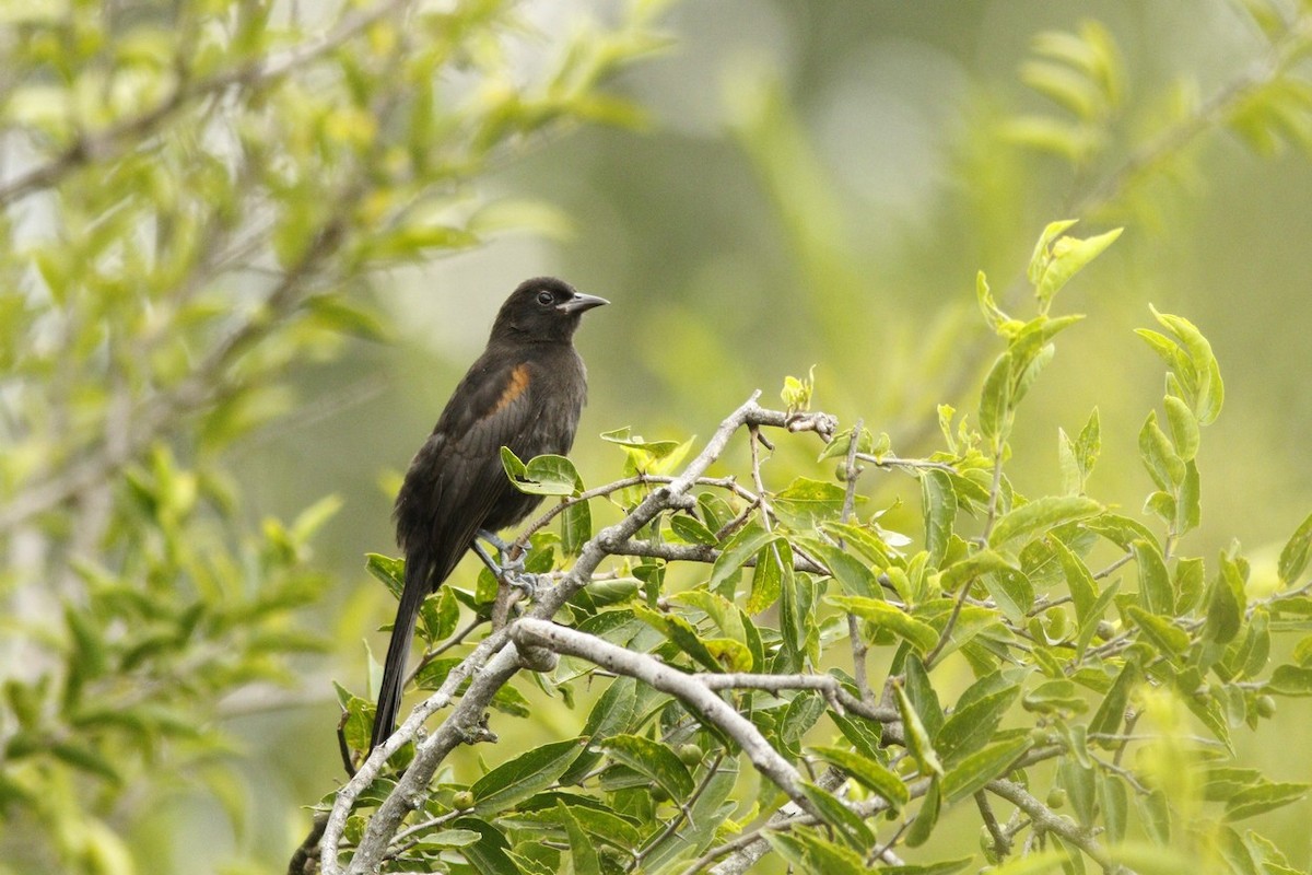 Variable Oriole - ML647484785