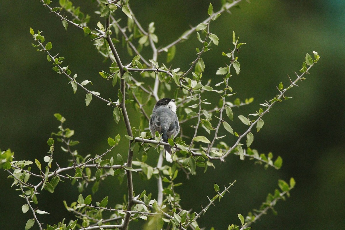 Black-capped Warbling Finch - ML647484788