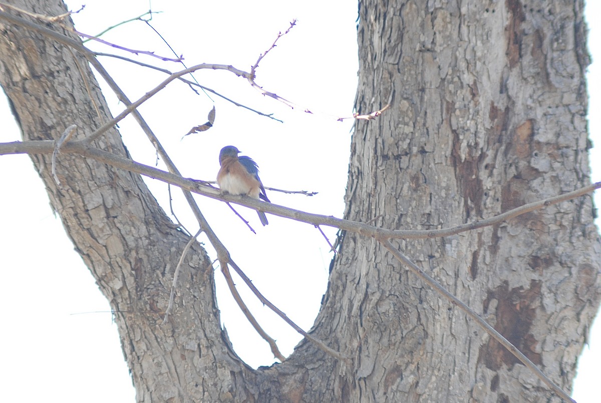 Eastern Bluebird - ML647484800