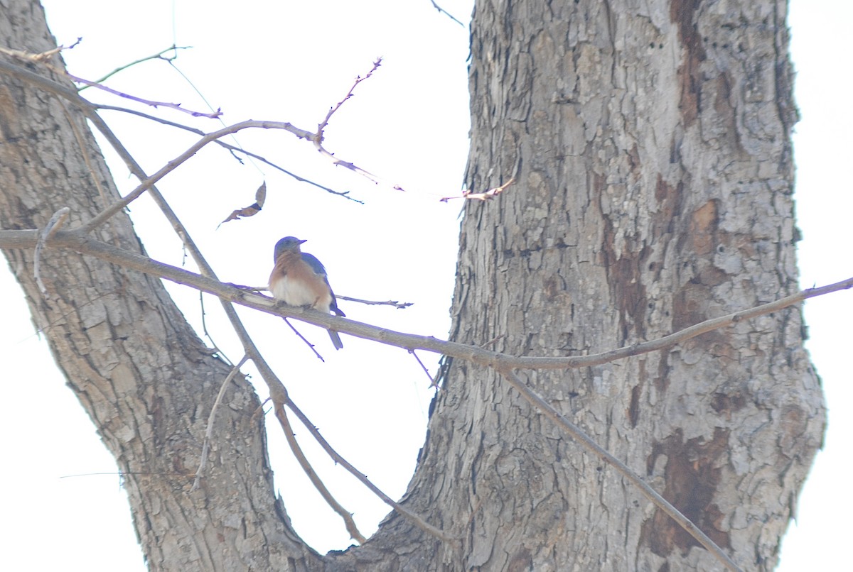Eastern Bluebird - ML647484801