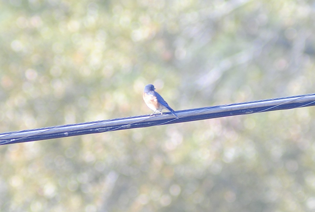 Eastern Bluebird - ML647484802