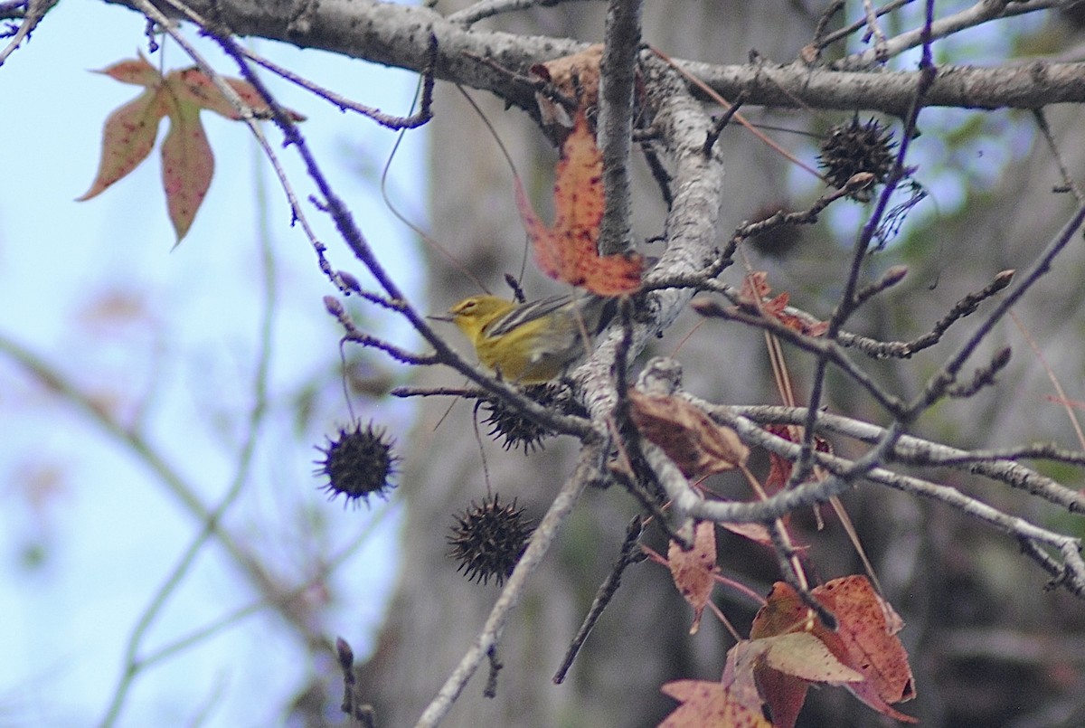 Сосновая древесница - ML647484822