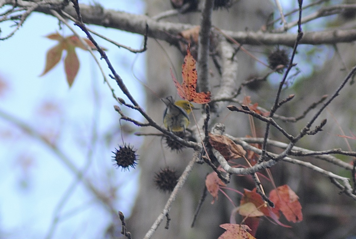 Сосновая древесница - ML647484823