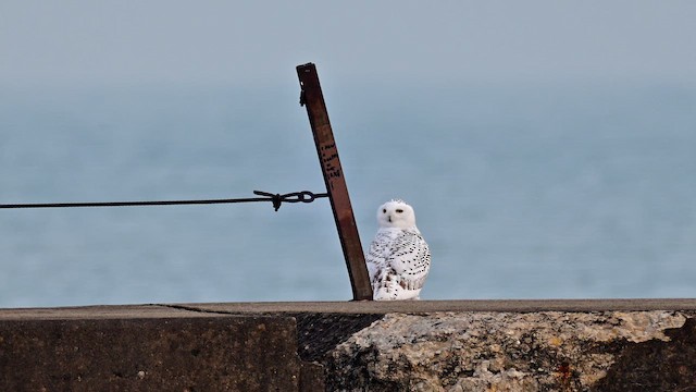 Белая сова - ML647484832