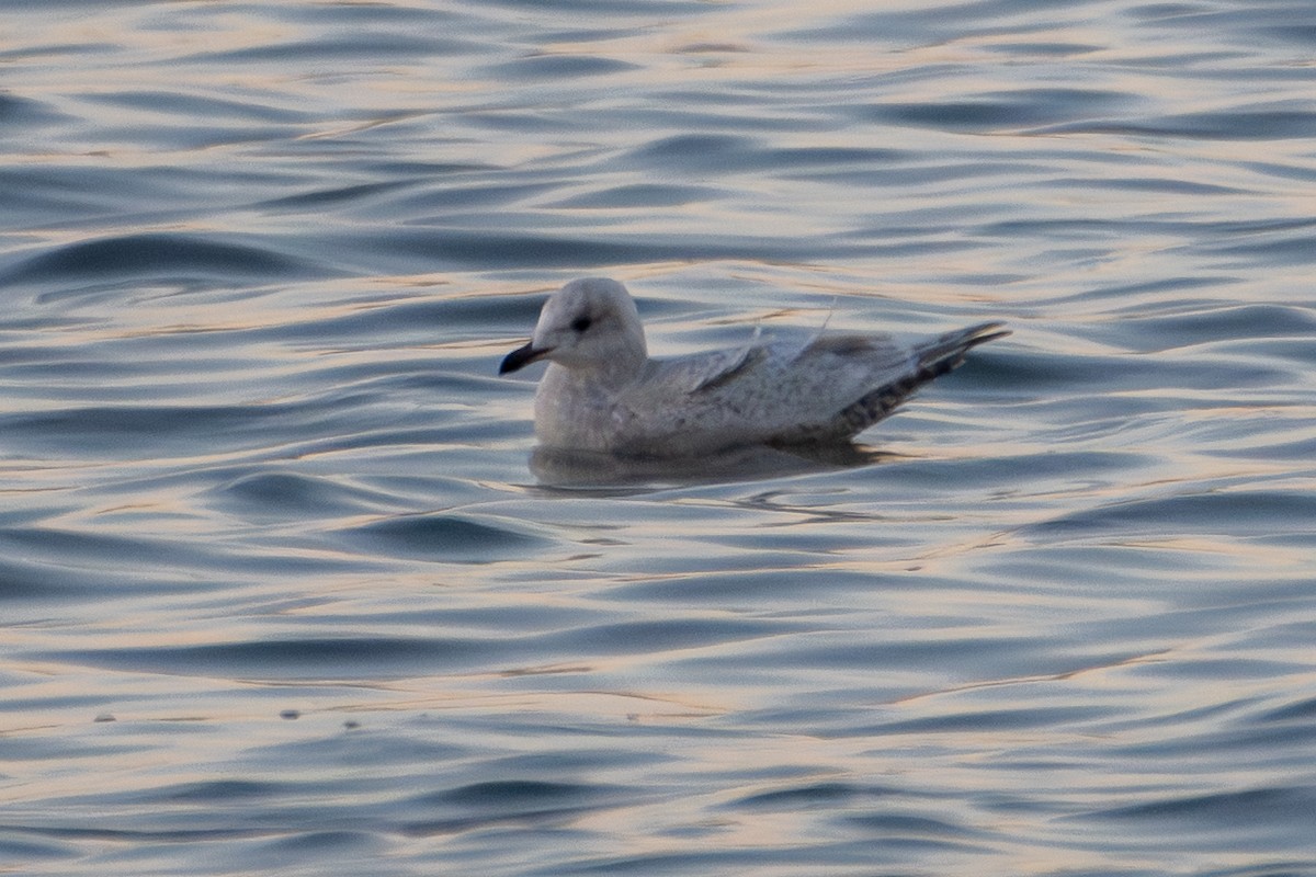 アイスランドカモメ - ML647484856