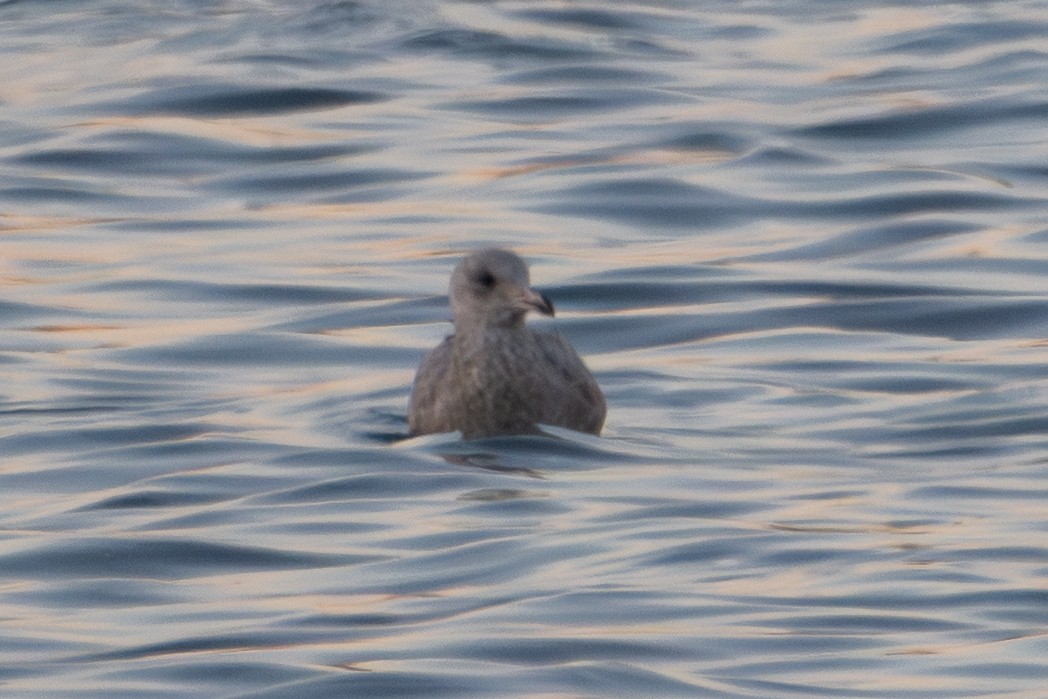 Grönland Martısı - ML647484857