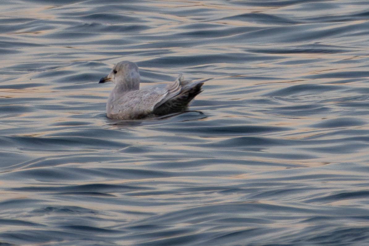 アイスランドカモメ - ML647484858