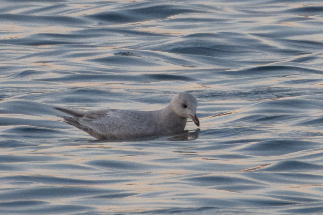 Grönland Martısı - ML647484859