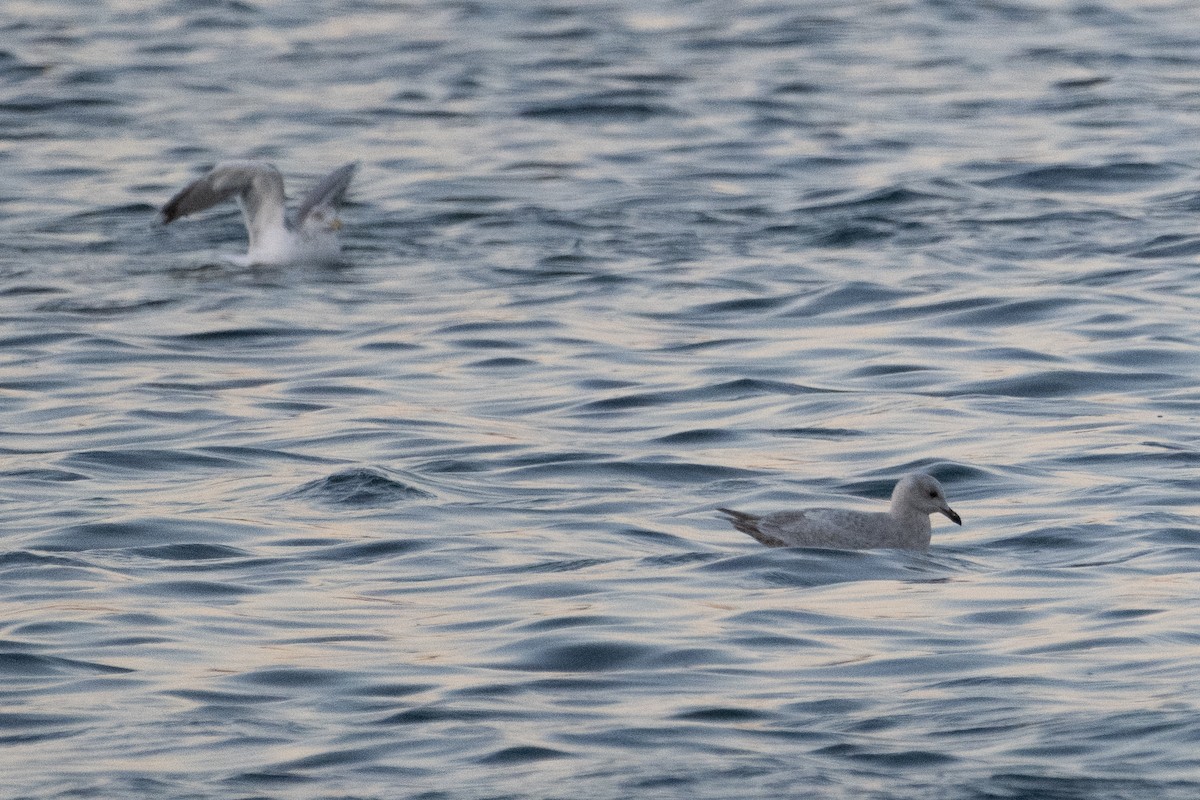 アイスランドカモメ - ML647484860