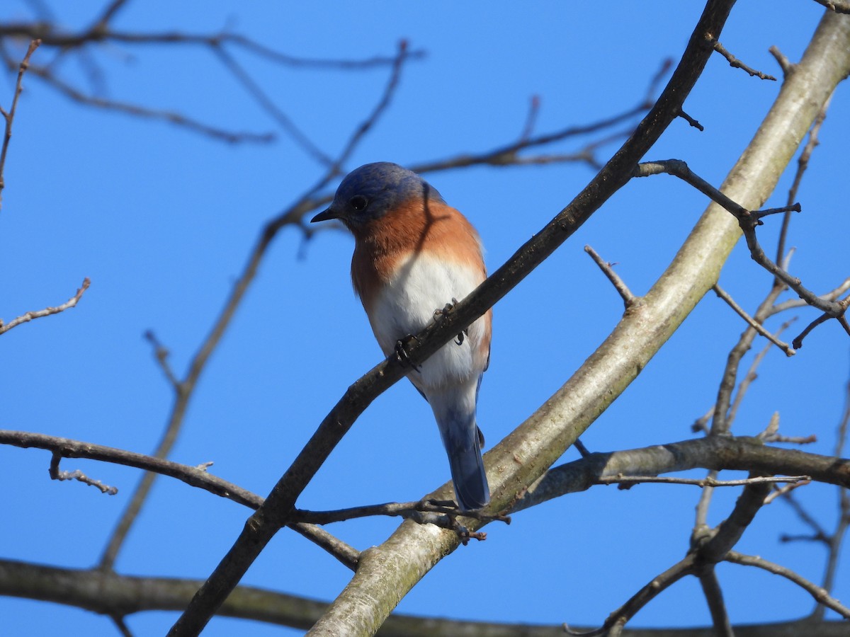 Eastern Bluebird - ML647484881